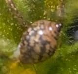 30 Blasenschnecken, Lebende Wasserschnecken für Aquarien