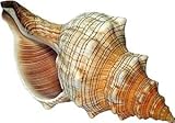 Kaltner Präsente Geschenkidee - Muschel Fasciolaria Trapezium Trapez Bandschnecke Meeresschnecke (13-14 cm)