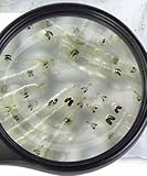 Lebendfutter Fischfutter Verschiedene Sorten zur Auswahl 45ml oder 90 ml Beutel von SAHAWA (Weiße Mückenlarven 45 ml)