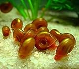 Kleine Posthornschnecke braun, Planorbella duryi VAR. braun 10 Stück, Futterschnecken