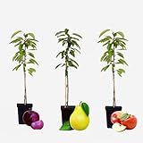 Plant in a Box - Obstbäume - 3er Mix - Apfel, Birne - Malus Braeburn, Pyrus 'Doyenne du Comice', Malus 'Baya Marisa' - Topf 9cm - Höhe 60-70cm