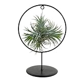 Bloomique - Tillandsia im Zierring - Zimmerpflanze - Luftpflanzen Echt - Tillandsien - Sehr Pflegeleicht - Höhe 30cm