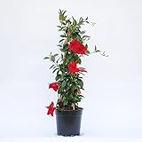 Mandevilla rot 30-40 cm - Dipladenia - Exotische Kletter-Schönheit für Balkon oder Terrasse