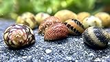 WaterPlants 5 Fancy Geweihschnecke - Clithon sowerianum, Aquarium Schnecke