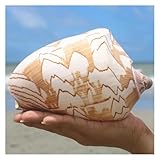 Große natürliche Muschel Muscheln Muscheln, Riesige Meeresmuschel, 12–13 cm, Jumbo-Muscheln, perfekt for Hochzeiten, Heimdekorationen, Muschelsammler(13cm)