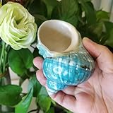 FOSANGNANTU Muscheln zum Basteln, 1 Stück, natürliche, große Einsiedlerkrabben-Muscheln, echte gebänderte grüne blaue Kollektion, Küstendekoration, Akzent und Vasenfüller, Stil A