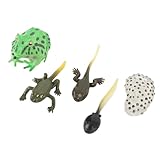 Tbest Kaulquappenwachstumszyklus, 5-stufige Kaulquappen-Set PVC-Modellbiologie-Lernen mit Detaillierten Figuren, Kindersicherer Konstruktion für Bildungsnutzung