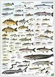 ENTILA Poster: Die Süßwasserfische Deutschlands/Viele wichtige Bestimmungsmerkmale/Perfekt zum Lernen für die Fischerprüfung und jeden Angler (Ausgabe NRW)