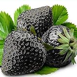 100 Stück Erdbeeren Samen, Erdbeersamen für Garten und Balkon, Erdbeer Samen, Erdbeeren Pflanzen, Garten Blumen, Ideale Garten Pflanzen, Balkon Pflanzen, 100Pcs Strawberry Seeds (Schwarz)
