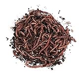Natursache Dendrobena-Würmer lebend, 100 Stk./Box I Lebender Angelköder für Forelle, Lachs, Aal, Barsch, Hecht, Karpfen & alle anderen Arten von Weißfischen I Ideales Zubehör für Angler