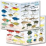 Fischfaltblatt Fischbestimmungskarte Faltblatt zur Fischbestimmung Mittelmeer, Süßwasser, Rotes Meer (Karibik)