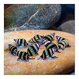 AQ4Aquaristik 10 x Raubschnecke, Clea Helena, Schneckenfresser, Anentome