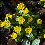 mgc24 Winterlinge Eranthussen - 25 Blumenzwiebeln (ca. 5mm)