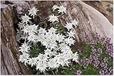 3 x Leontopodium souliei 'Alpina White' (Winterhart/Staude//Mehrjährig/Stauden) Edelweiß - Ein Hauch von Alpenzauber in Ihrem Garten - Steingarten - von Stauden Gänge