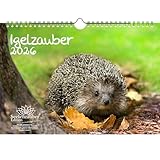 Igelzauber DIN A4 Kalender für 2026 Igel - Geschenkset Inhalt: 1x Kalender, 1x Weihnachtsanhänger (insgesamt 2 Teile)