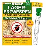 GREEN GUARDIA Lagererzwespen gegen Brotkäfer - 2 Röhrchen à 40 Nützlinge - effektiv Kornkäfer, Messingkäfer, Speckkäfer uvm. bekämpfen. Alternative zu Brotkäfer Falle und Kornkäfer Falle