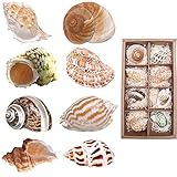 Einsiedlerkrebs Muscheln Groß 8 Stück Natürliche Muscheln für Fischernetz Deko Gemischte Muscheln Aquarium Turbo Muscheln für Strand Deko(5.8-9 cm)