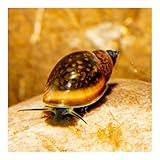 AQ4Aquaristik Blasenschnecken, Physa, Algenfresser, Reinigungscrew (5er Set)