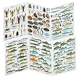 Fischfaltblatt Fischbestimmungskarte Faltblatt zur Fischbestimmung Mittelmeer, Süßwasser, Rotes Meer (Süßwasser)