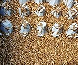 Mehlwürmer 1000g im Netz Lebendfutter SAHAWA Vogelfutter Reptilienfutter, lebende Futterwürmer für Vögel, Reptilien, Hühner und Igel, Hühnerfutter