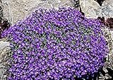 Blaukissen Hybride 'Whitewell Gem' Samen, Aubrieta cultorum, Bodendecker mit kissenartigem Wuchs (2000 Samen)