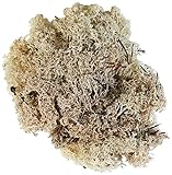 Glorex 6 3803 610 - Islandmoos, 50 g, natur, zum Basteln, Dekorieren, für den Modell- und Krippenbau
