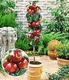BALDUR Garten Befruchtersorte Apfel 'Gala', 1 Pflanze, essbare Früchte, Säulenapfel Säulenobst winterhart, platzsparende Säule für kleine Gärten, Balkone & Terrassen, blühend, Malus domestica