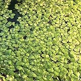 Luojuny Wasserlinsen-Samen, 200 Stück, natürliche Pflanzensamen, gute Ernte, Angiospermen, leicht überlebende Wasserlinsen-Samen für den Außenbereich Entengrütze-Samen