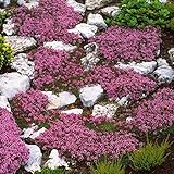 350 Stück Thymian Samen, Thymian Pflanze Samen für Garten und Balkon, Pflanzen Samen, Bodendecker Thymian, Ideale Garten Pflanzen, Balkon Pflanzen (Rosa)