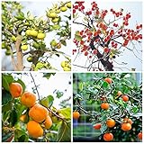 Kakibaum Winterhart Samen Kaki Pflanze Kaufen Obstbaum Bonsai Baum Obst Samen Exotische Pflanzen Stauden Kakibaum Kaufen Balkonpflanzen Bonsaibaum Baumsamen GäRtner Geschenke 100 Kakibaum Saatgut