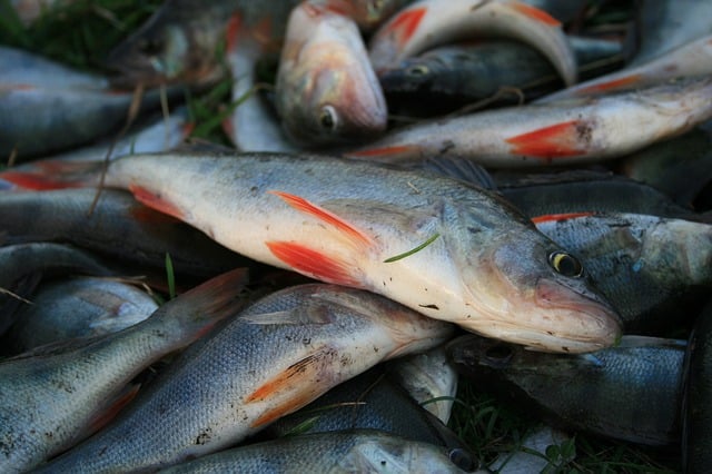 Barsch eignet sich hervorragend für Trockenfisch.