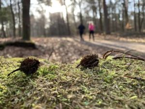 Im Wald wandern.