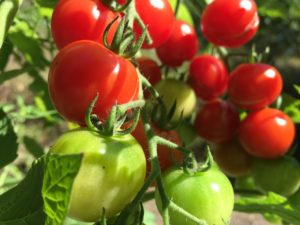 Frische Tomaten.