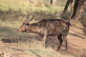 Blattschuss oder: wie kann man Rehwild mit einem Schuss erlegen?