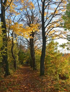 Wie kann ich im Wald überleben?