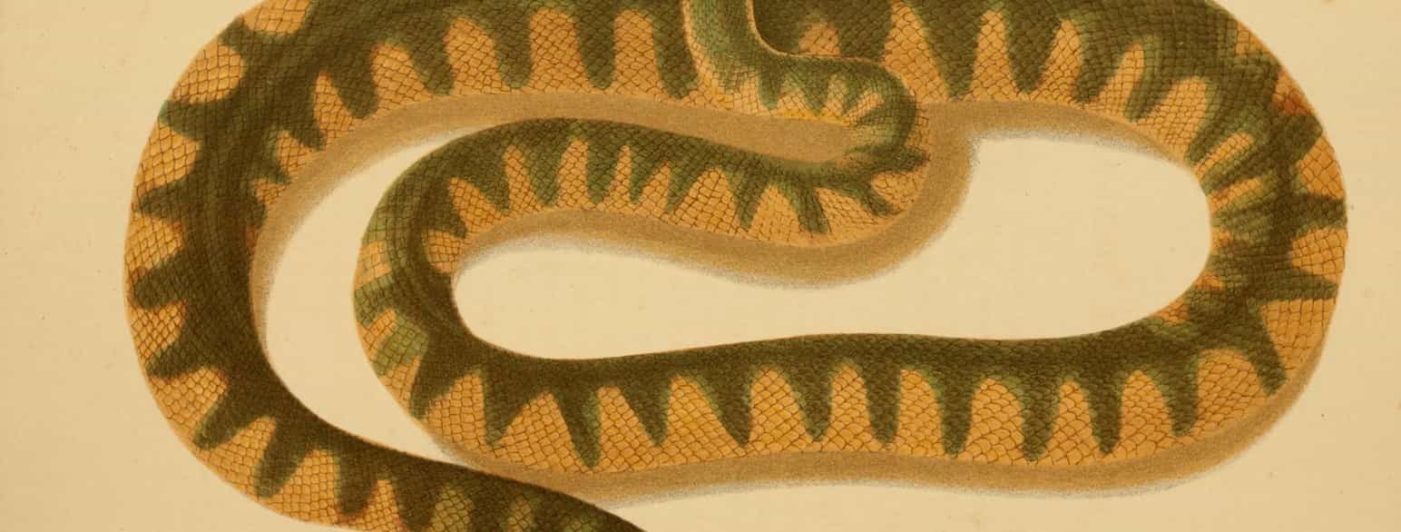 article topimage giftig Enhydrina bengalensis