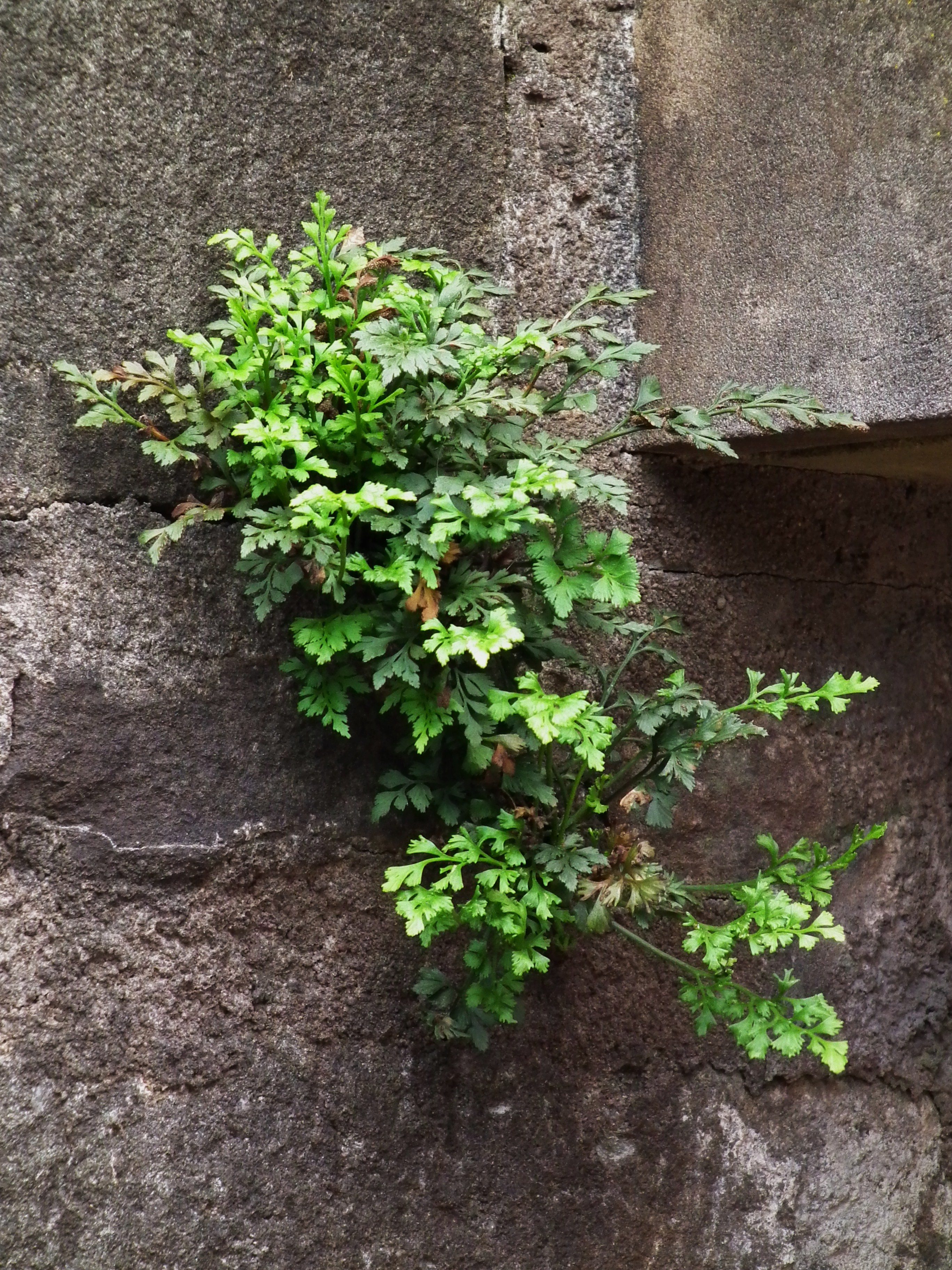 Juni 2012 Pflanze w 25C3 25A4chst aus Mauerritzen