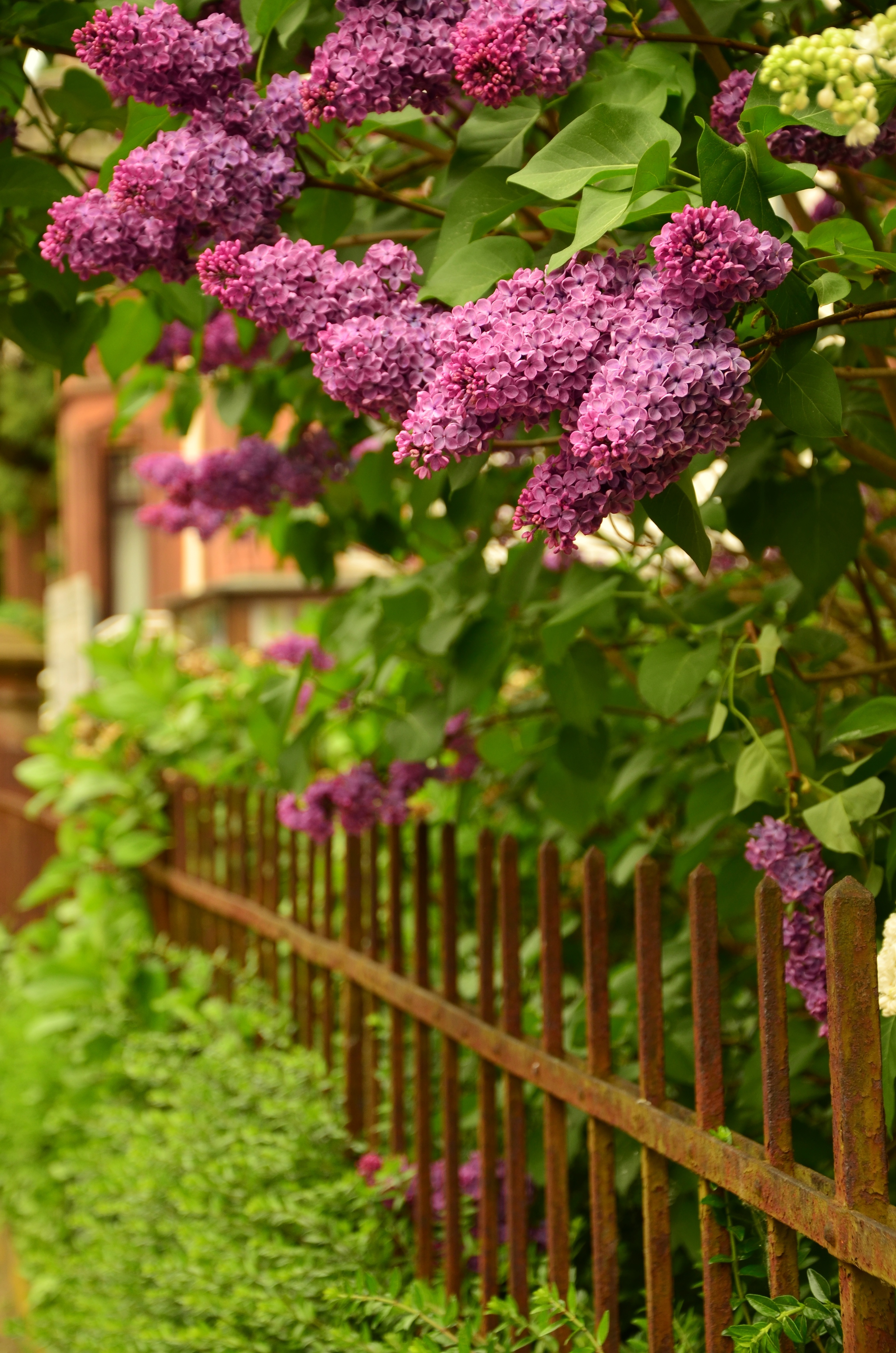 nature fence plant flower purple green botany garden flora hydrangea flowers shrub rusty rusted lilac iron fenced garden fence flowering plant hydrangeaceae lilac tree cornales land plant 624765