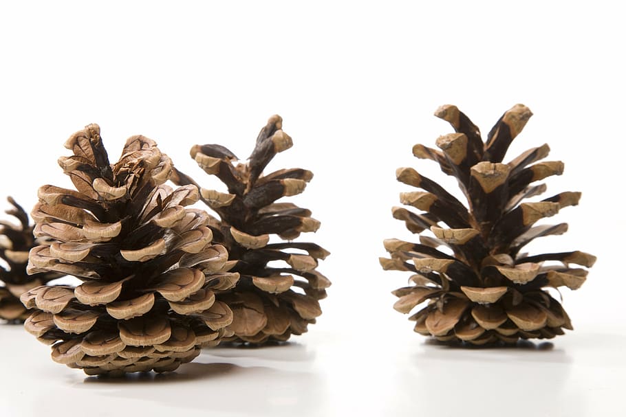 tap fir decoration pine cones