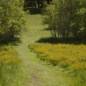 Heilkräuter in Deutschland entdecken: Entdecke die Kraft der Natur!