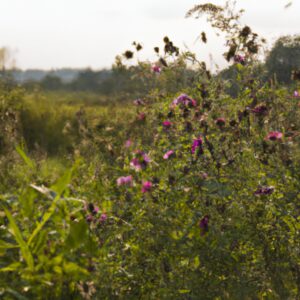 Entdecken Sie die Vorteile von Wildkräuter Rohkost: Warum sie den besten Geschmack und die höchsten Nährstoffe enthält.