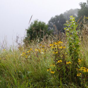 Entdecken Sie die würzigen Aromen wilder Kräuter-Tees!