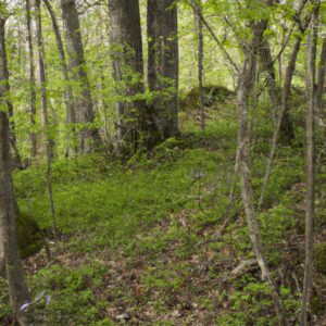 10 Wildkräuter, die deine Landschildkröte lieben wird