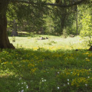 7 unglaubliche Wildkräuter: Erfahre, was Es Alles Gibt!