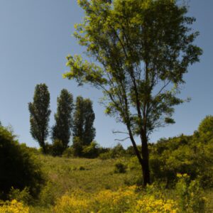 Woher Kaufe Ich Heilkräuter: Ein Leitfaden für Gesundes Wohlbefinden