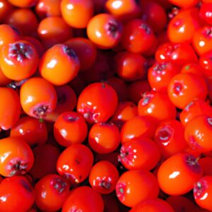 Unser Geheimtipp: Langlebige Leckereien!“ (Our secret tip: Long-lasting delicacies!)
