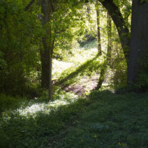 Wildkräuter-Sammeln: Wo du natürliche Heilmittel in deiner Nähe finden kannst