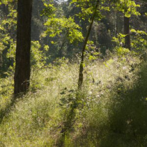 Erleben Sie den Geschmack von Wildkräutern: Welche Wildkräuter eignen sich am besten für Tee?