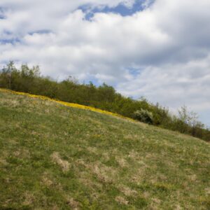 Entdecken Sie Berliner Wildkräuter – Natürlich, Gesund und Schmackhaft!