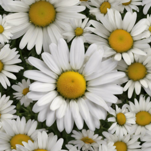 Was braucht ein Gänseblümchen zum Überleben? Entdecke die Geheimnisse der kleinen Blume!